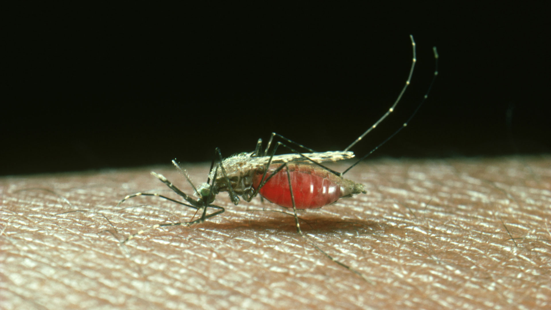 Positive malaria case reported by Maryland health officials near DC