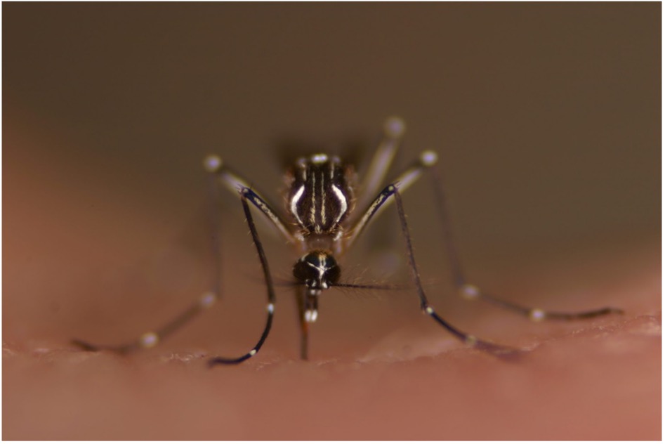 mosquito-borne-illness-image-3