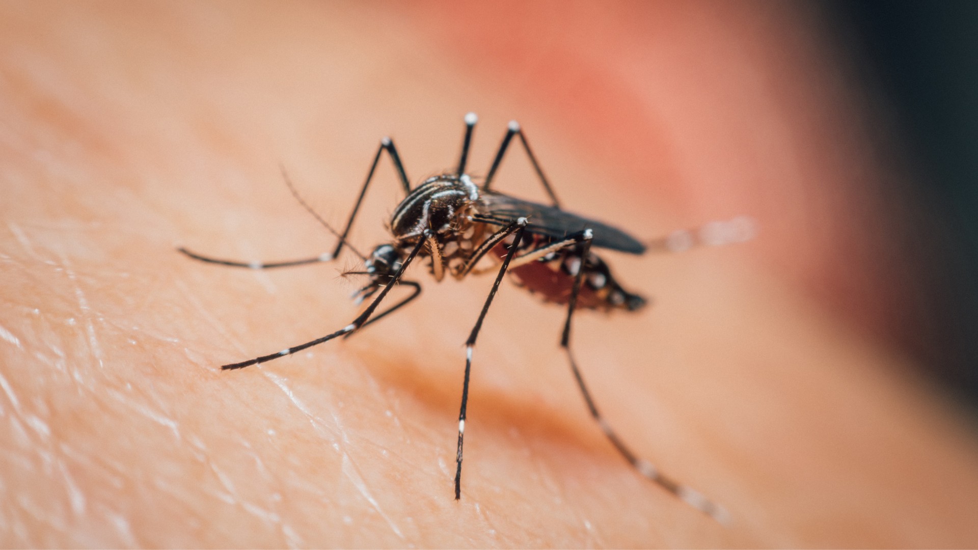 Mosquito-Borne Illness in Texas | Howdy Health